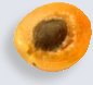 Half part of apricot at maturity