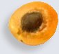 Half part of apricot at maturity