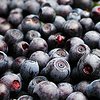 Bilberries at maturity