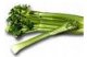 Celery