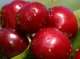 Cerises fraches