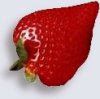 Fraises  maturit