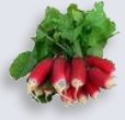 Radishes