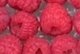 Raspberries