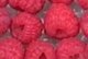 Raspberries